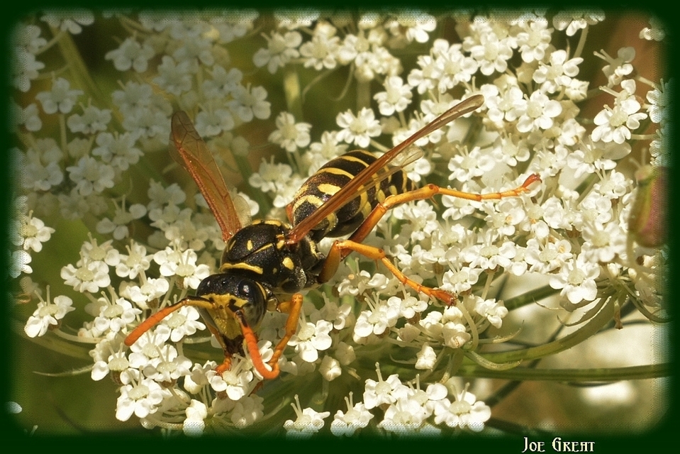 Hymenoptera - Hártyásszárnyúak