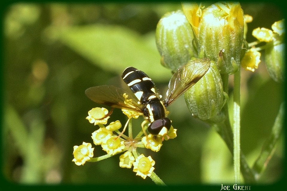 Xanthogramma