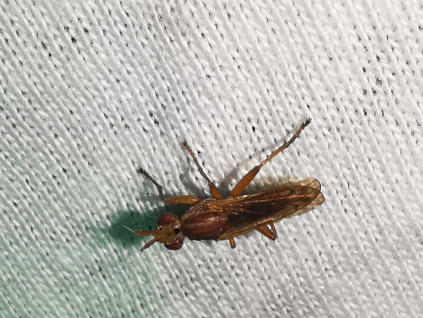 Sciomyzidae - szarvaslégyfélék
