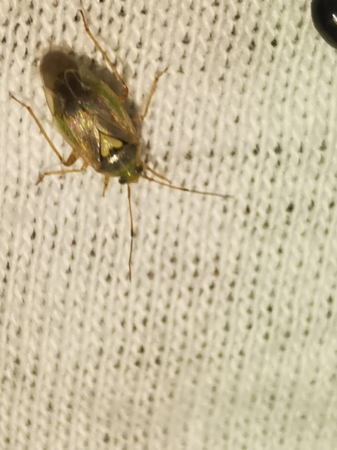 Lygus rugulipennis - molyhos mezeipoloska