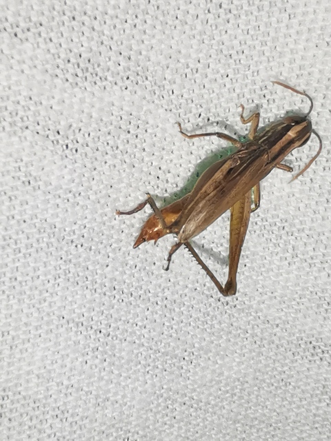Euchorthippus declivus - rövidszárnyú rétisáska