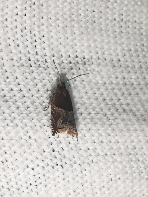 Ancylis unculana - szedersodró horgasmoly
