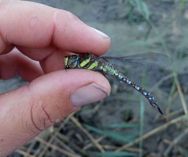 Aeshna mixta - kései karcsúacsa
