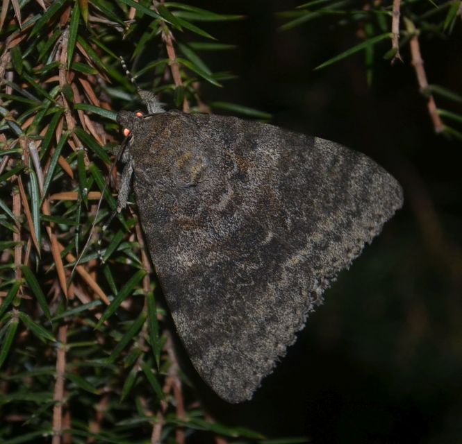 Catocala elocata - közönséges övesbagoly