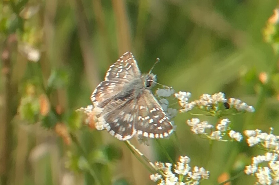 Pyrgus armoricanus - feles busalepke