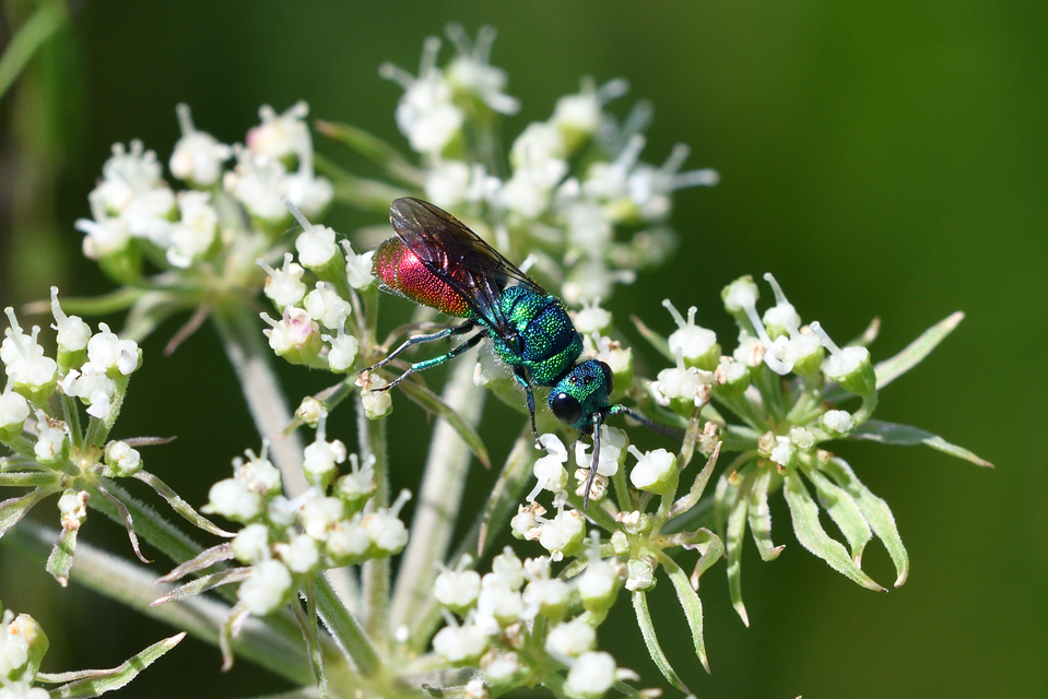 Chrysis