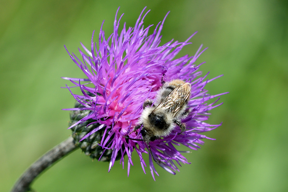 Bombus sylvarum - erdei poszméh