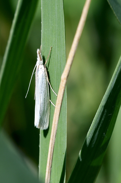 Crambus perlella - gyöngyházas fűgyökérmoly