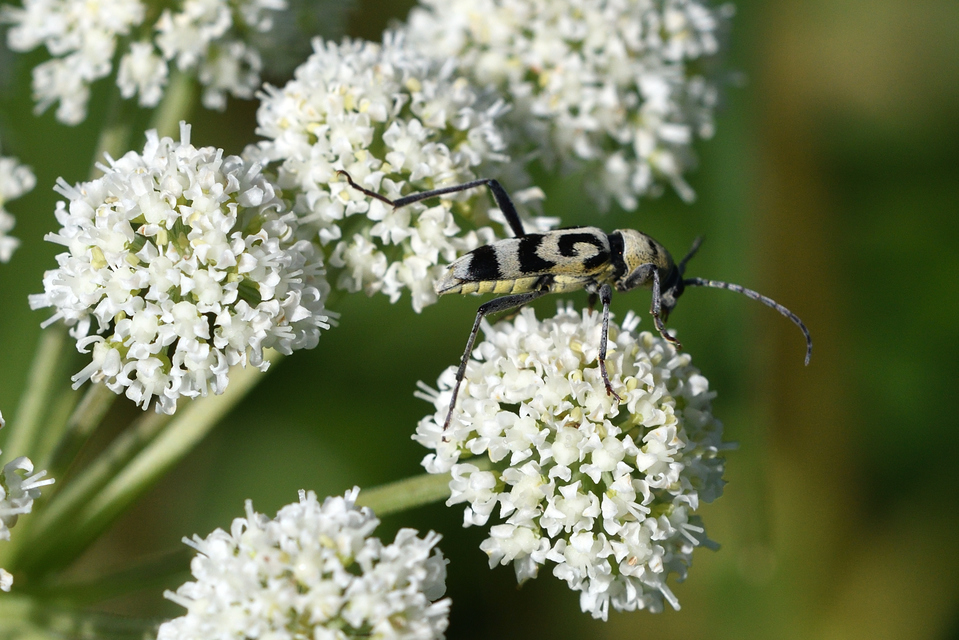Chlorophorus varius - díszes darázscincér