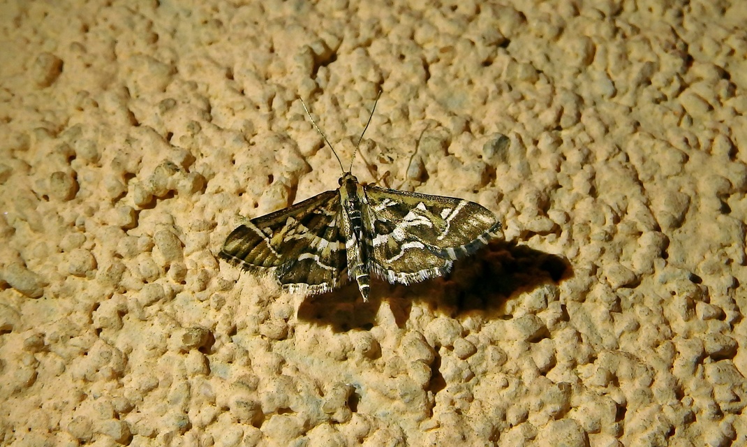 Diasemia reticularis - betűmintás tűzmoly