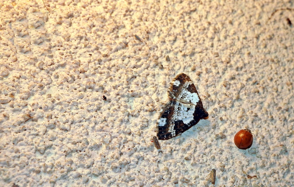 Melanthia procellata - hullámos tarkaaraszoló