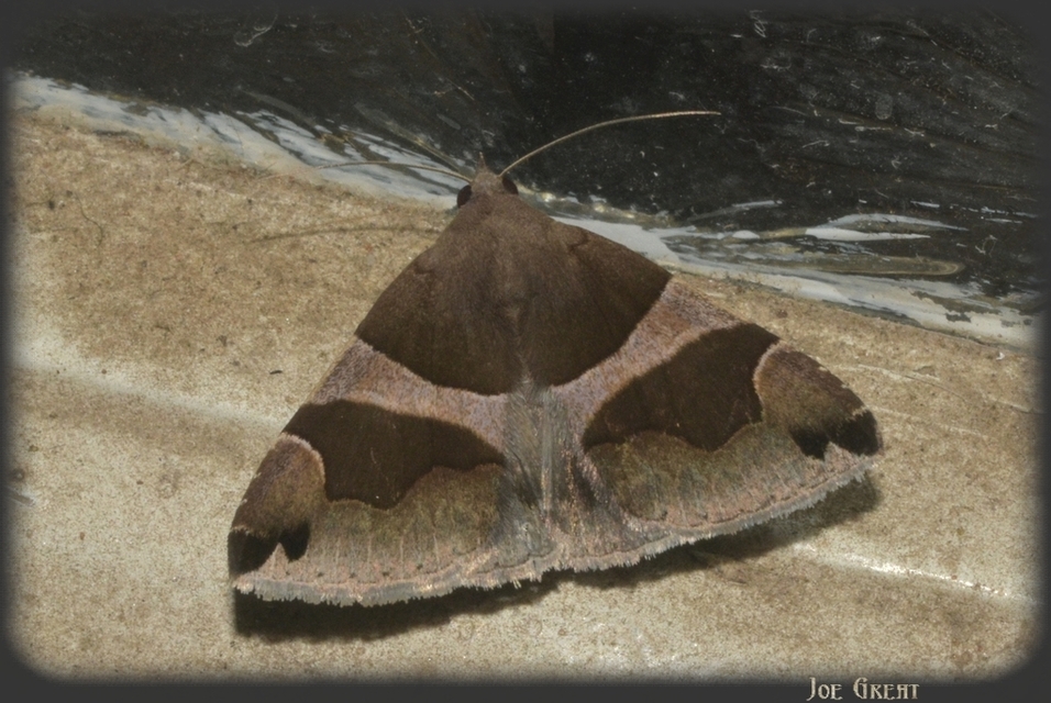 Dysgonia algira - déli porcelánbagoly