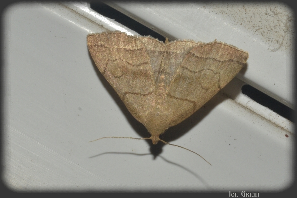 Herminia tarsicrinalis - szőröslábú karcsúbagoly