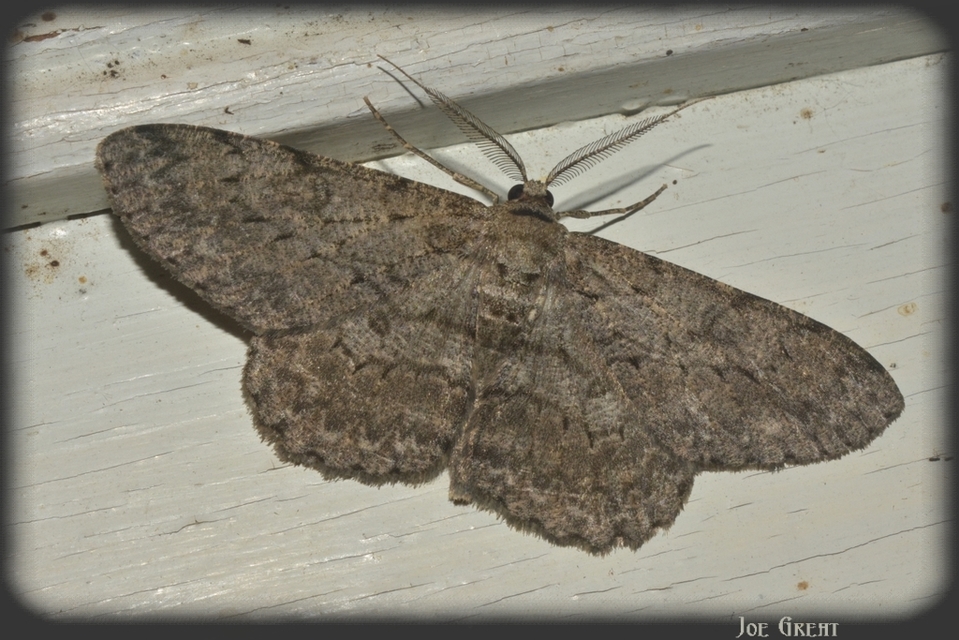 Hypomecis punctinalis - pettyes faaraszoló