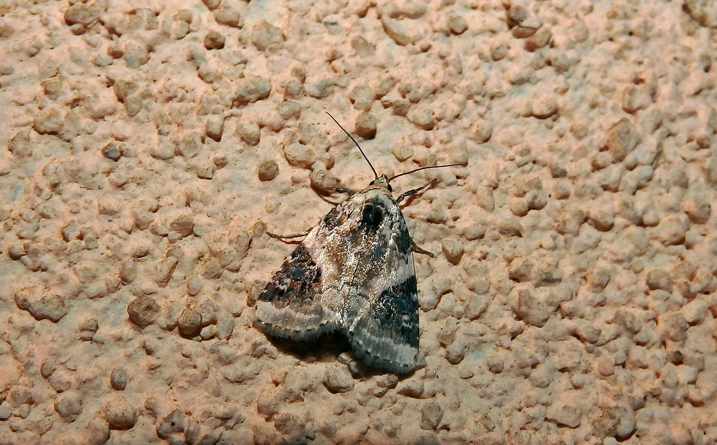 Pseudeustrotia candidula - fehéres apróbagoly