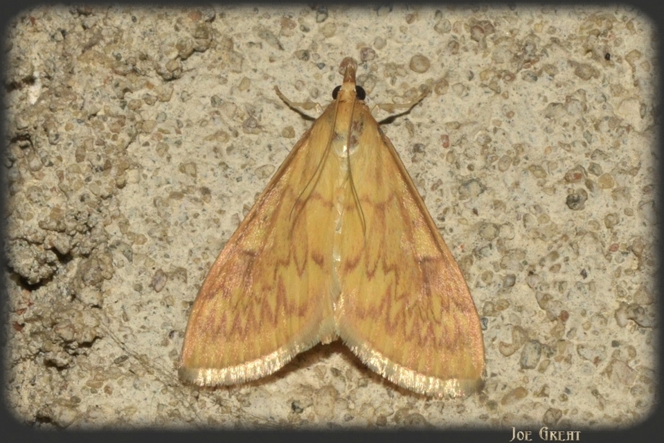 Ostrinia nubilalis - kukoricamoly