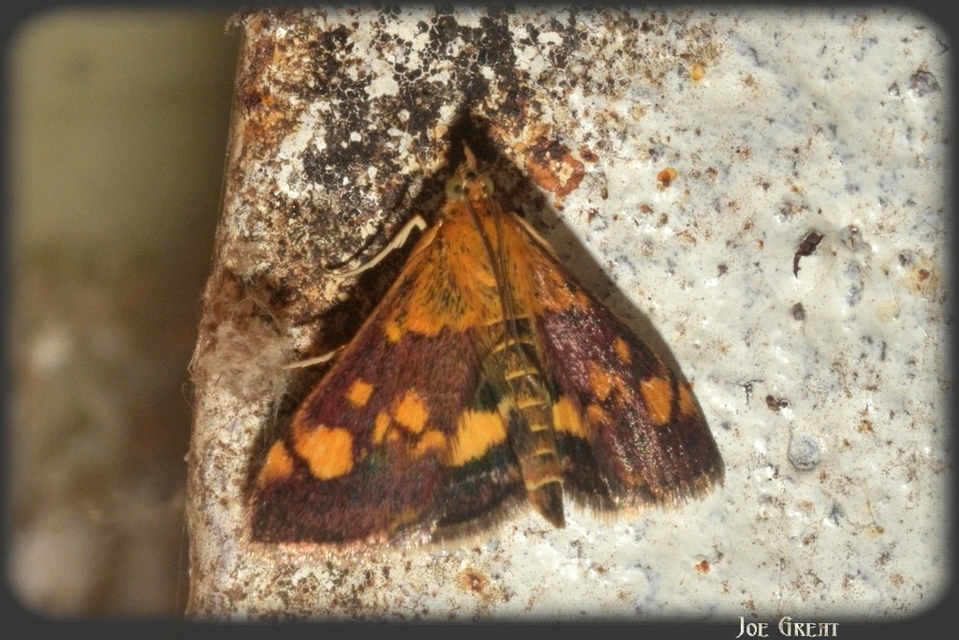 Pyrausta aurata - aranyló bíbormoly