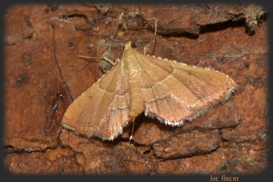 Endotricha flammealis - tüzesszárnyú fényilonca