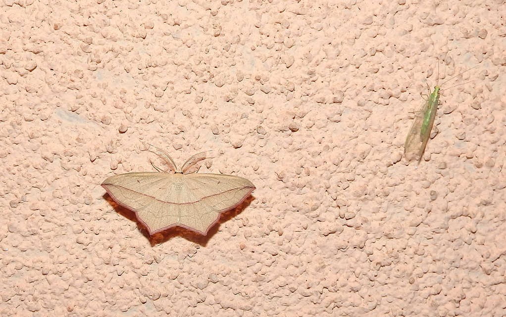 Timandra comae - piroscsíkos csipkésaraszoló Timandra comae - piroscsíkos csipkésaraszoló