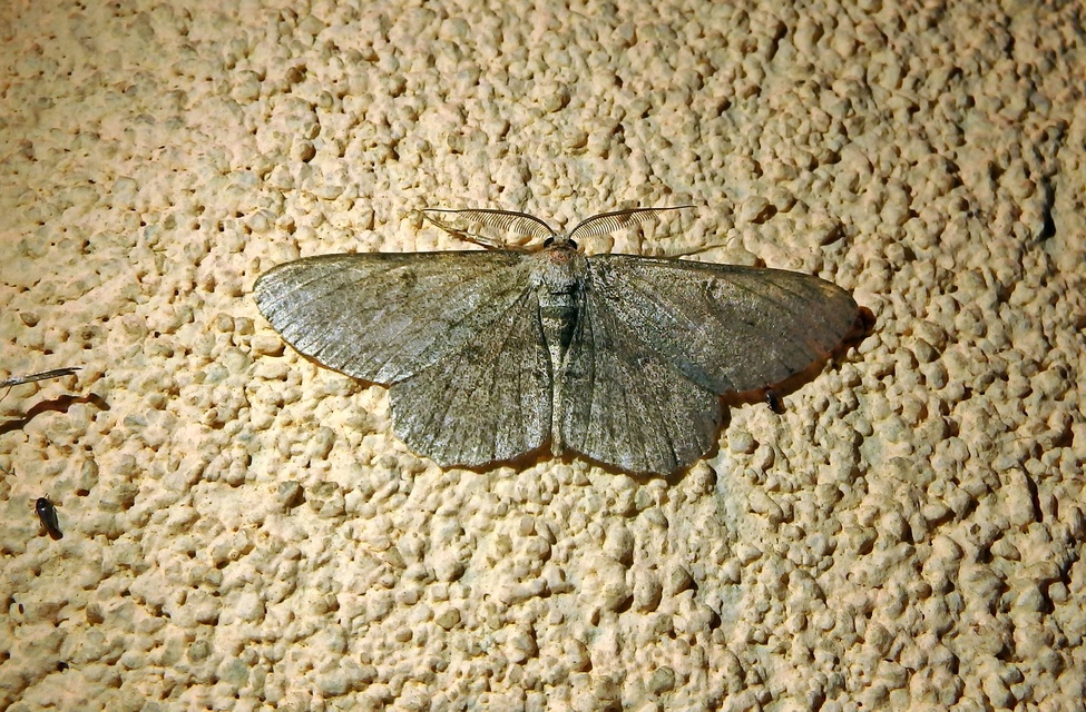 Hypomecis punctinalis - pettyes faaraszoló Hypomecis punctinalis - pettyes faaraszoló