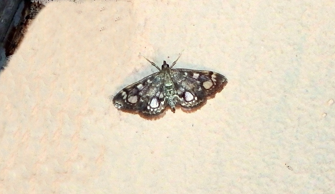 Anania coronata - koronás dudvamoly