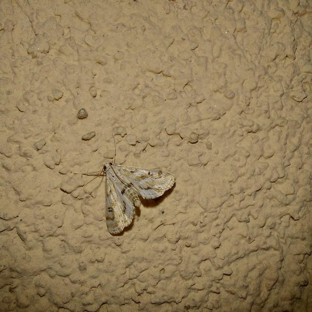 Parapoynx stratiotata - közönséges vízimoly