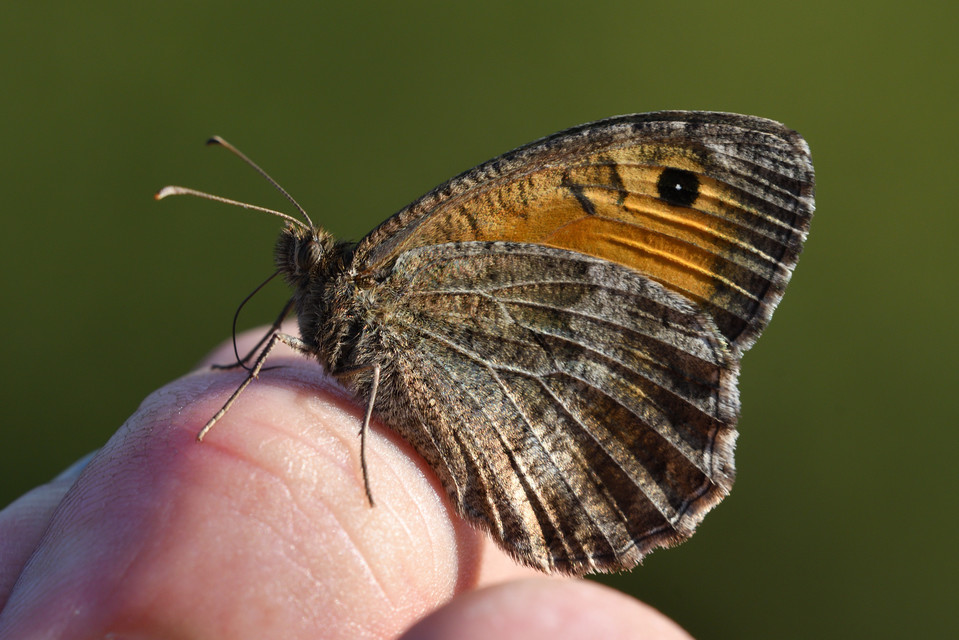 Arethusana arethusa - közönséges szemeslepke