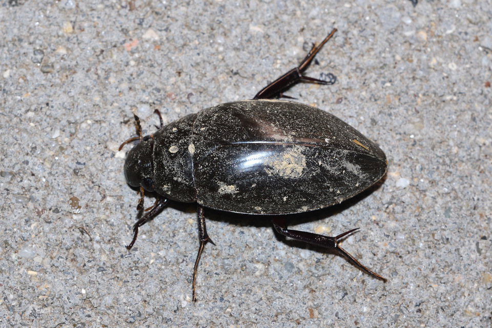 Hydrophilus piceus - közönséges óriáscsibor