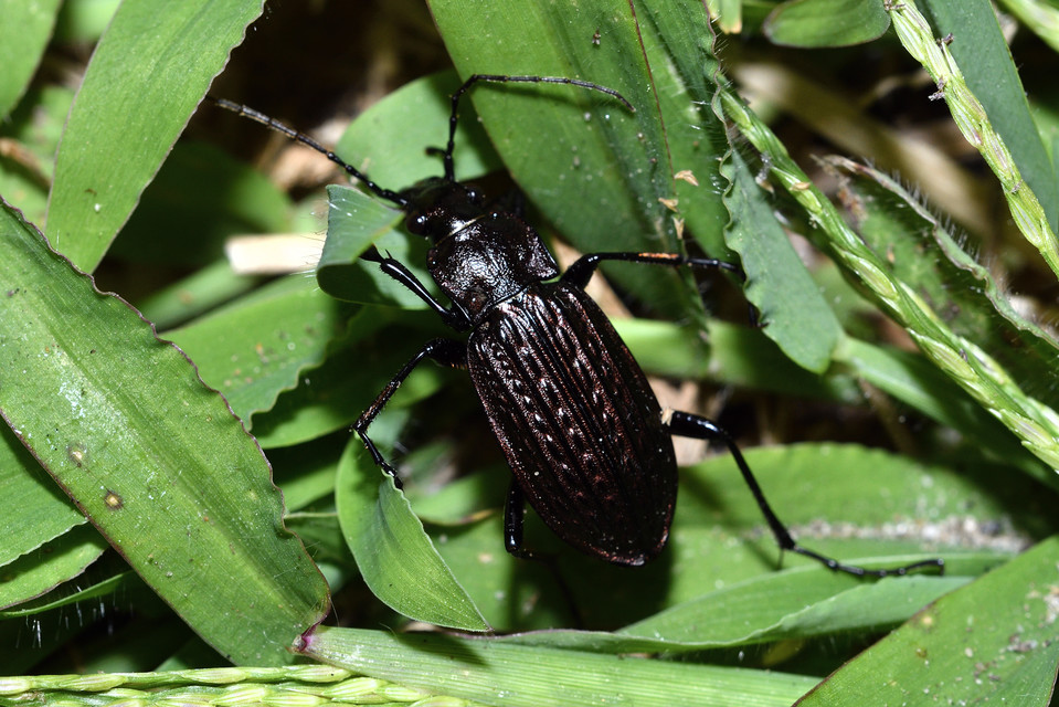 Carabus granulatus - mezei futrinka
