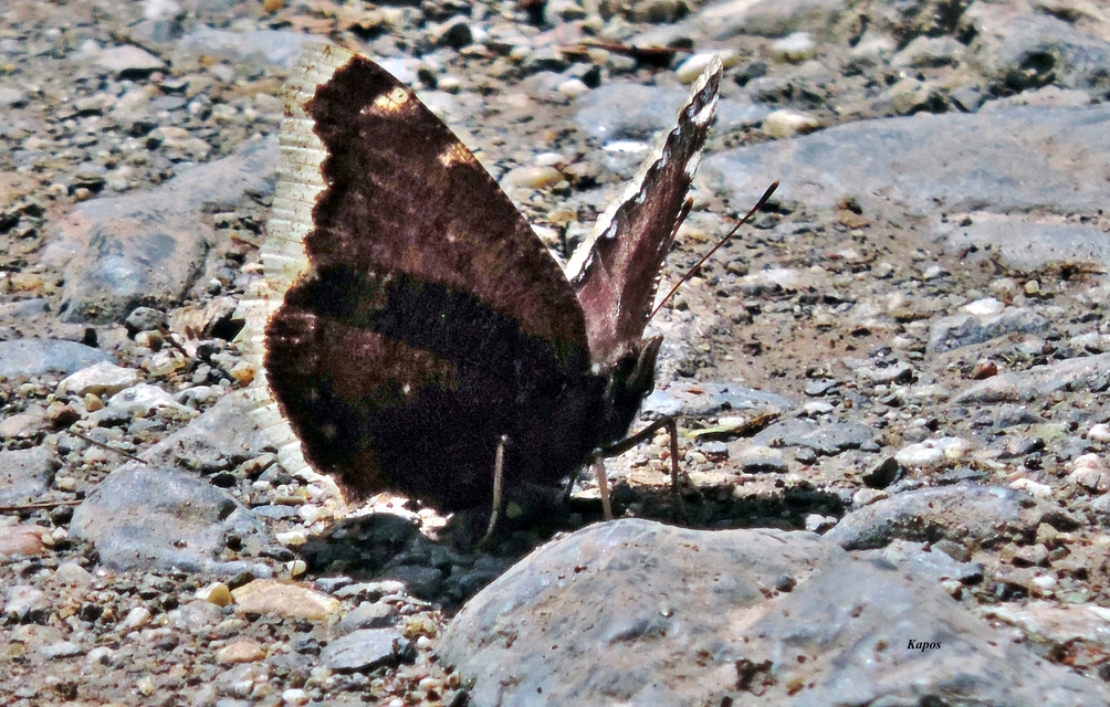 Nymphalis antiopa - gyászlepke