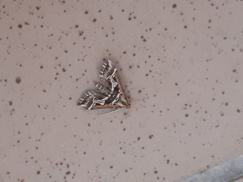Diasemia reticularis - betűmintás tűzmoly