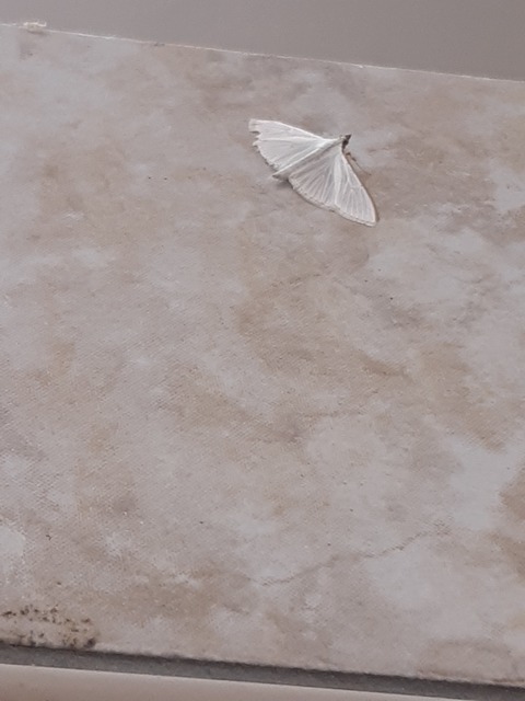 Palpita vitrealis - hófehér tűzmoly