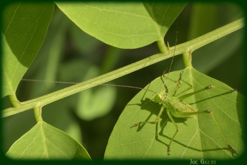 Phaneroptera