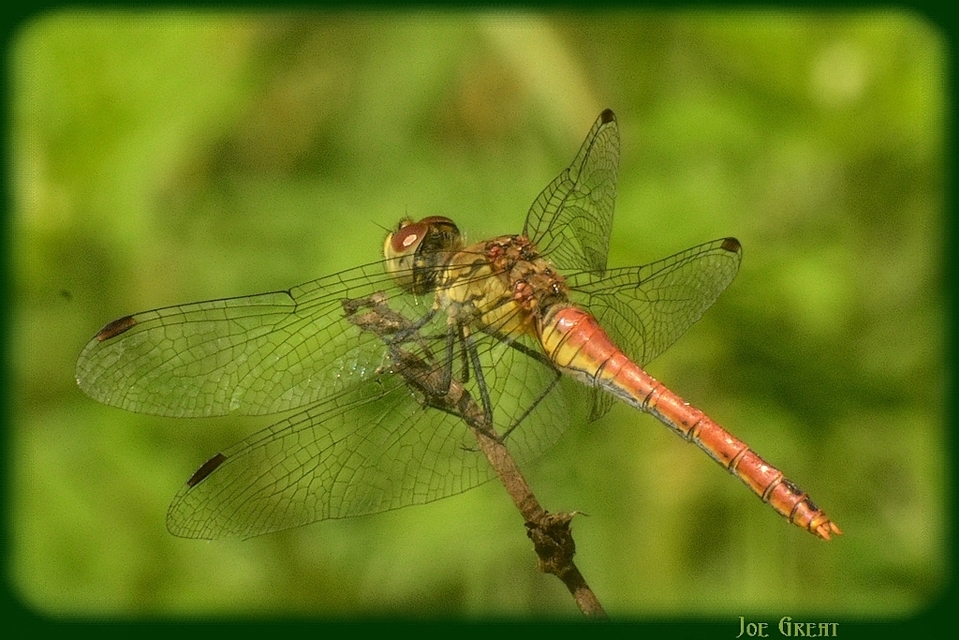 Sympetrum sanguineum - vörös katona-szitakötő