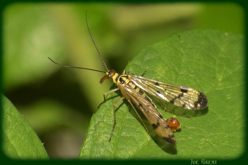 Mecoptera - Csőrösrovarok
