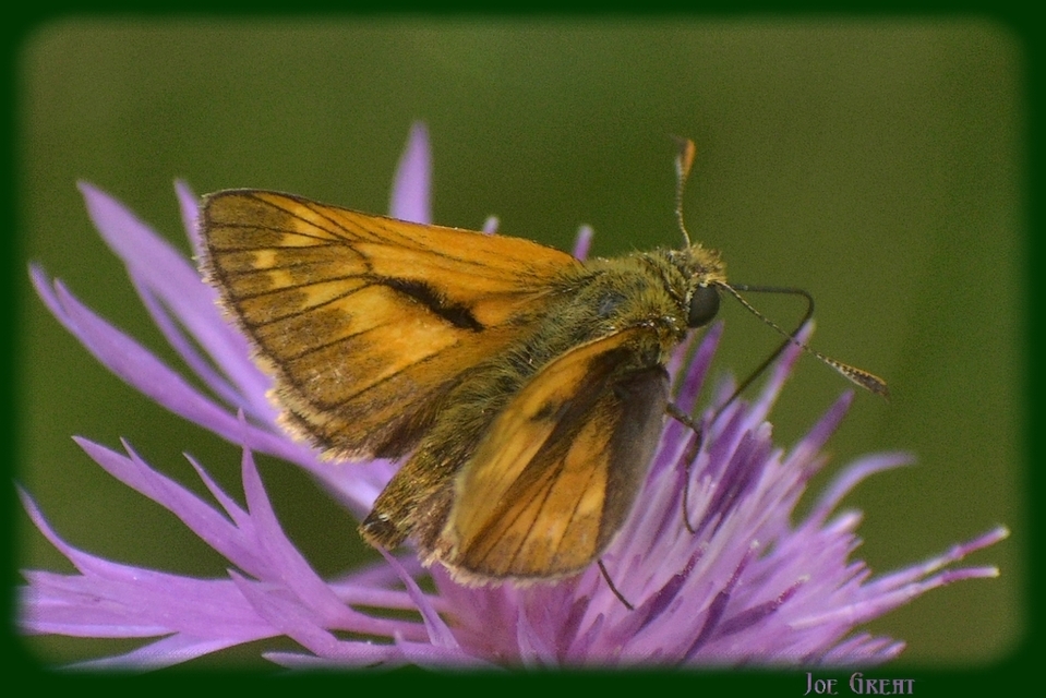 Ochlodes sylvanus - erdei busalepke