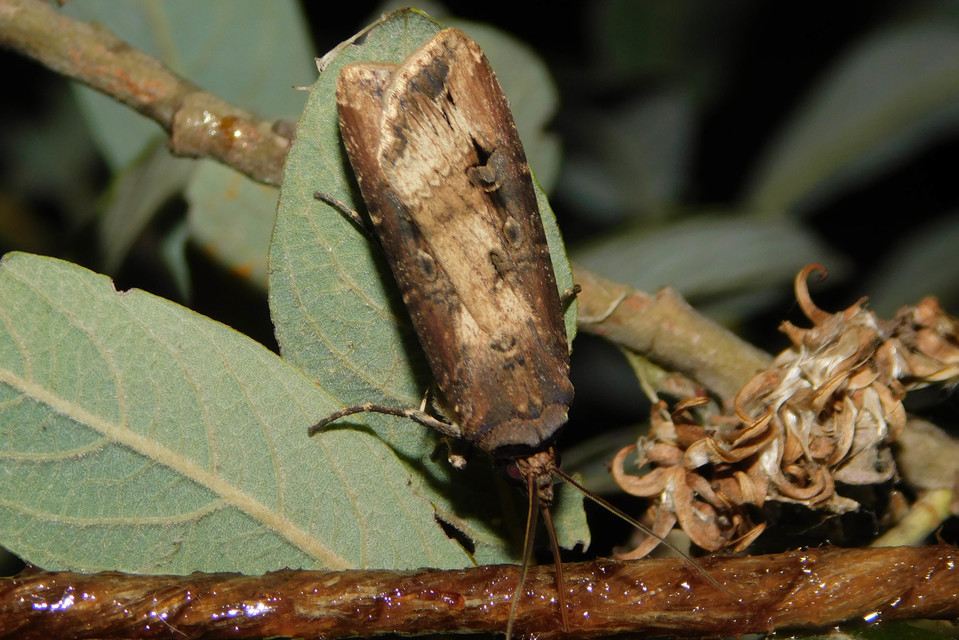 Agrotis ipsilon - nagy földibagoly
