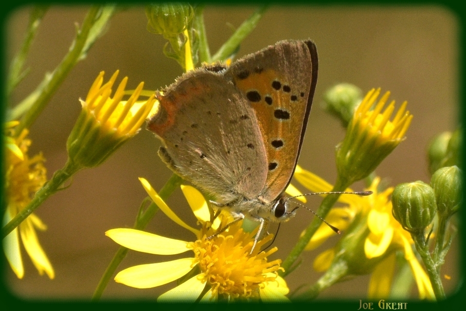 Lycaena phlaeas - közönséges tűzlepke