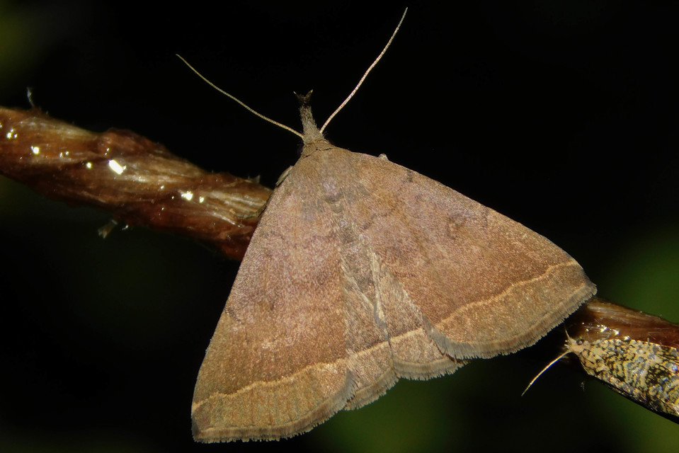 Pechipogo plumigeralis - tollascsápú karcsúbagoly