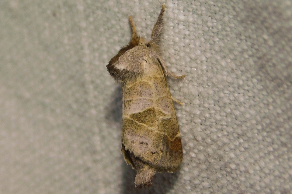 Clostera pigra - apró levélszövő