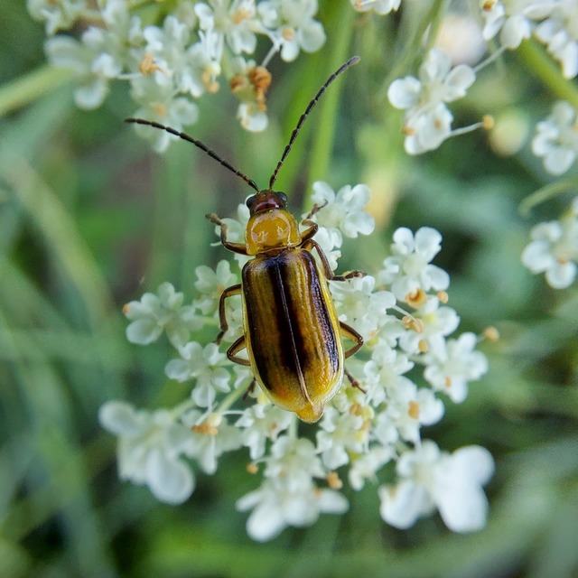 Diabrotica virgifera - amerikai kukoricabogár