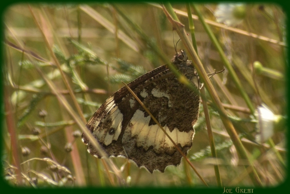 Brintesia circe - fehéröves szemeslepke