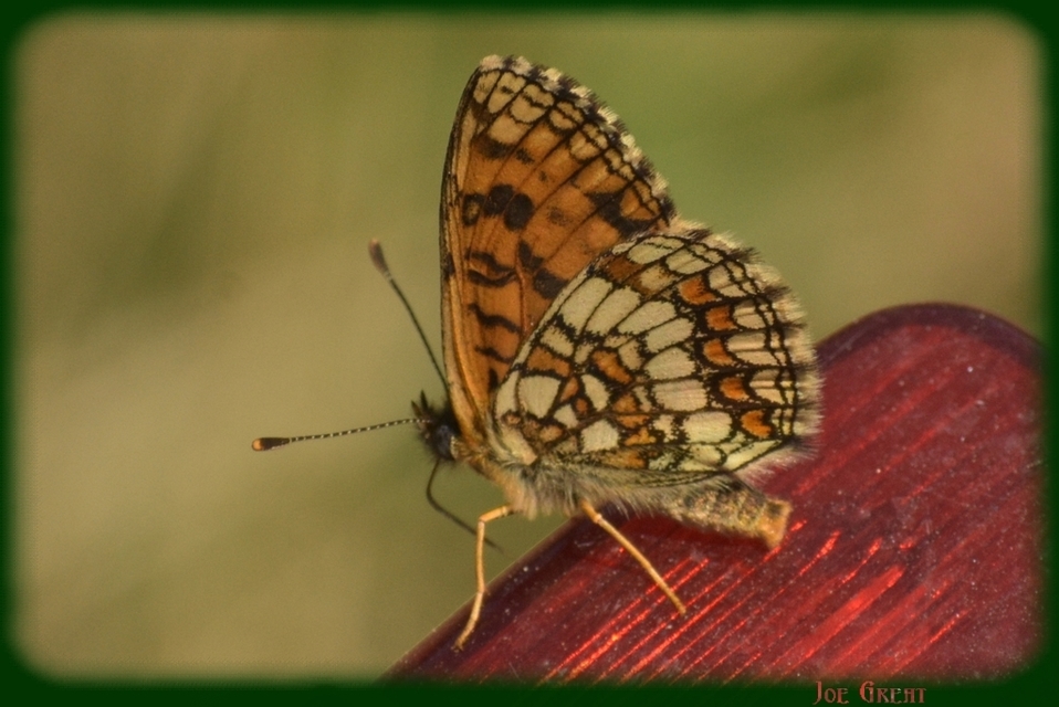 Melitaea athalia - közönséges tarkalepke