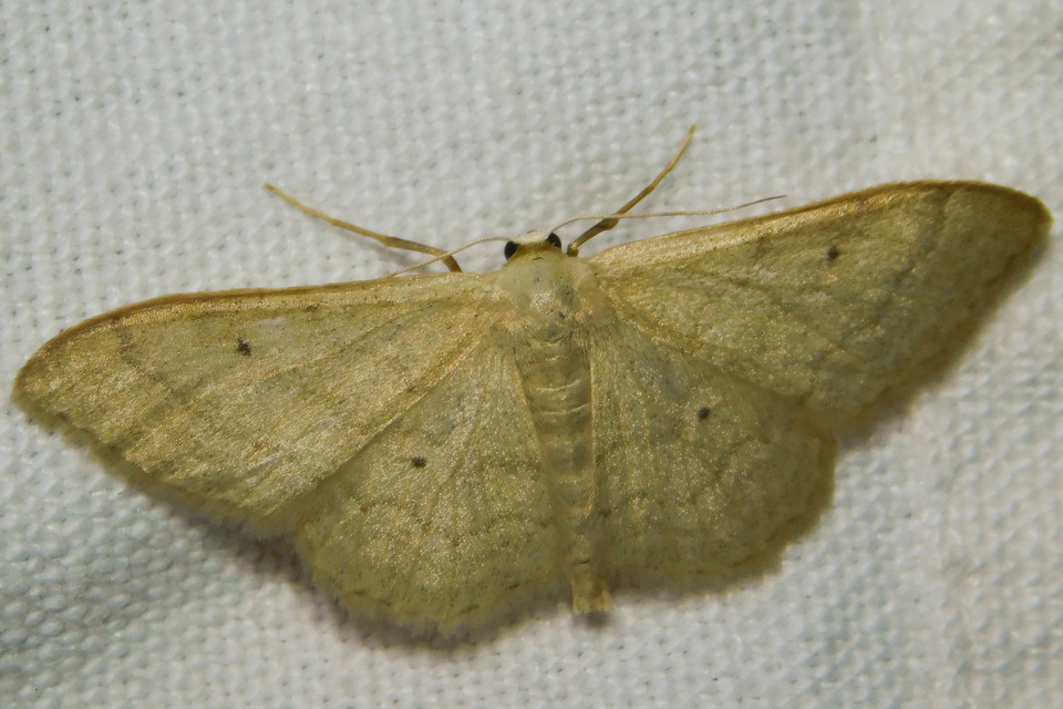 Idaea straminata - szalmasárga sávosaraszoló