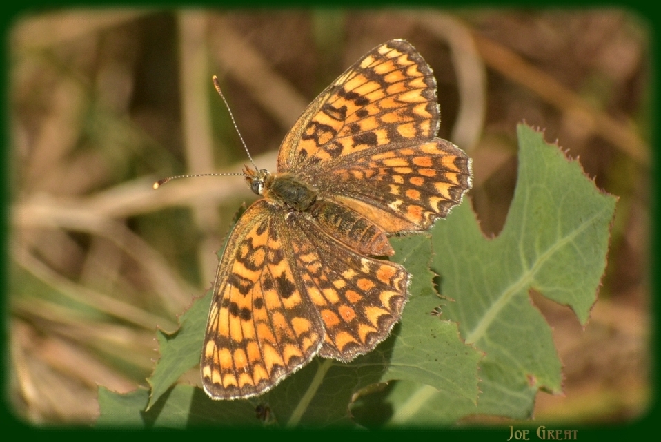 Melitaea phoebe - nagy tarkalepke
