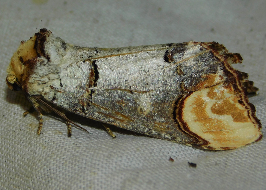 Phalera bucephala - sárgafoltos púposszövő