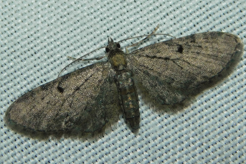 Eupithecia virgaureata - aranyvessző-törpearaszoló