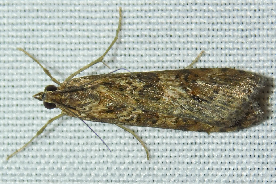 Nomophila noctuella - közönséges vándormoly