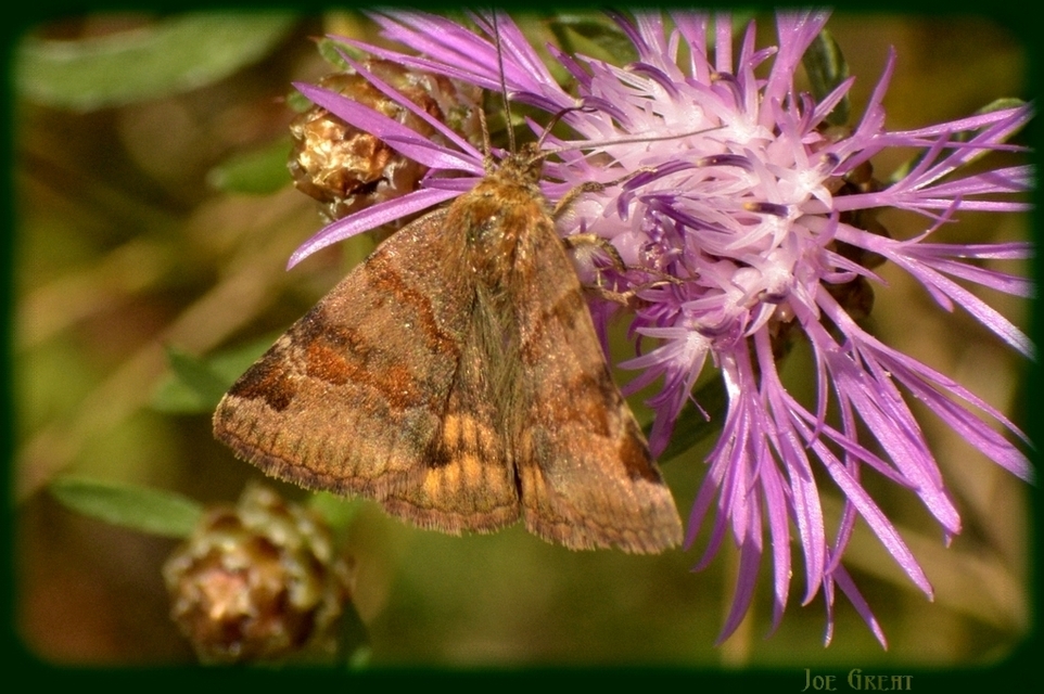 Euclidia glyphica - közönséges nappalibagoly