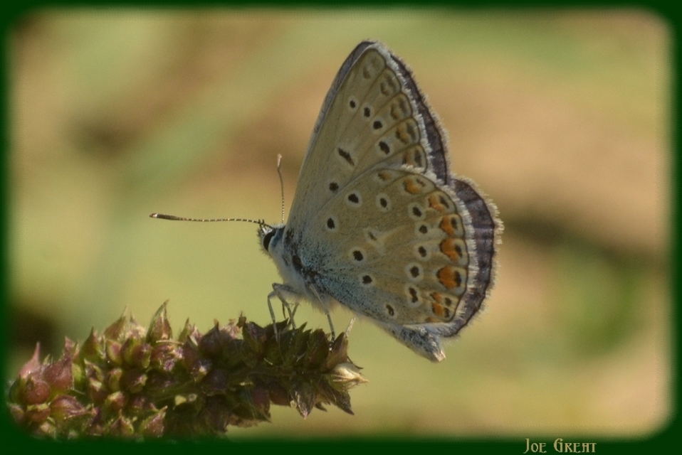 Polyommatus icarus - közönséges boglárka